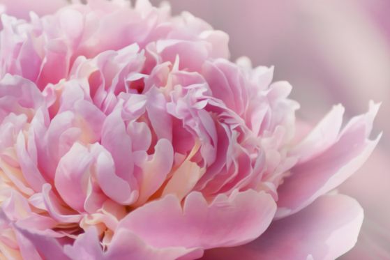 Fototapeta zbliżenie piwonii lactiflora