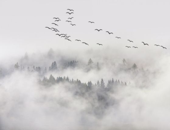Fototapeta stado ptaków szukających ciepłego miejsca we mgle