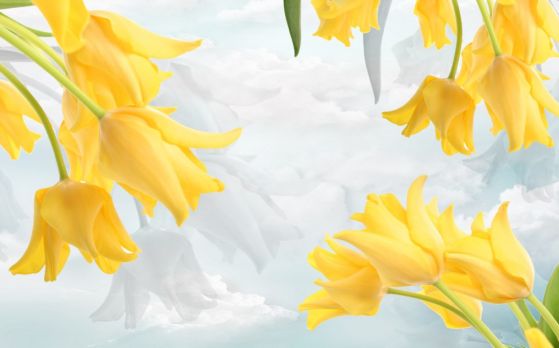 Fototapeta żółte tulipany na błękitnym niebie
