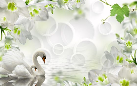 Fototapeta łabędzie na jeziorze wśród białych kwiatów
