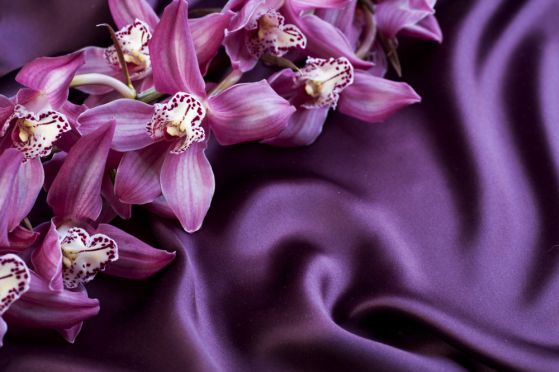 Fototapeta fioletowe orchidee na fioletowej satynowej tkaninie