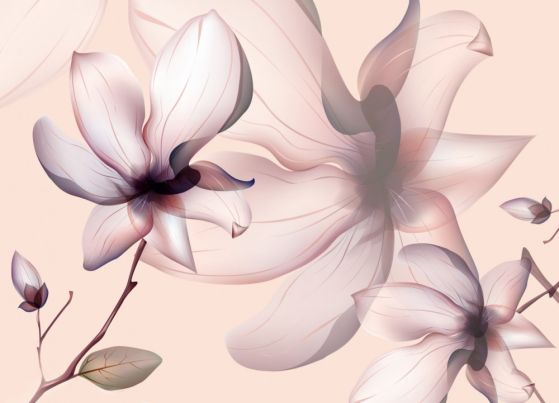 Fototapeta magnolie na jasnym tle
