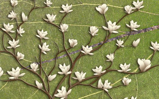 Fototapeta białe gałęzie magnolii na zielonym tle