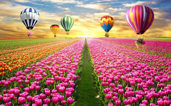 Fototapeta balony wznoszące się nad polem tulipanów