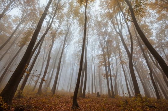 Fototapeta wysokie, smukłe jesienne drzewa