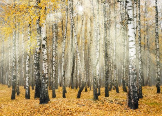 Fototapeta opadłe jesienne liście gaju brzozowego