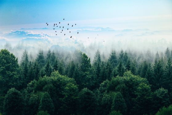 Fototapeta ptaki krążące nad koronami drzew leśnych