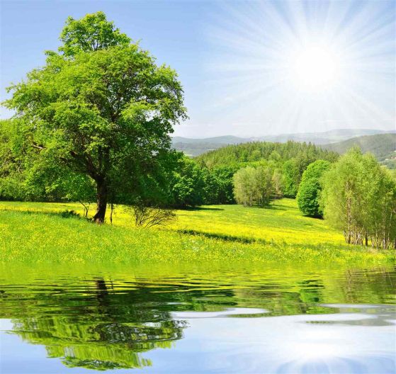 Fototapeta jasny, słoneczny dzień na łące