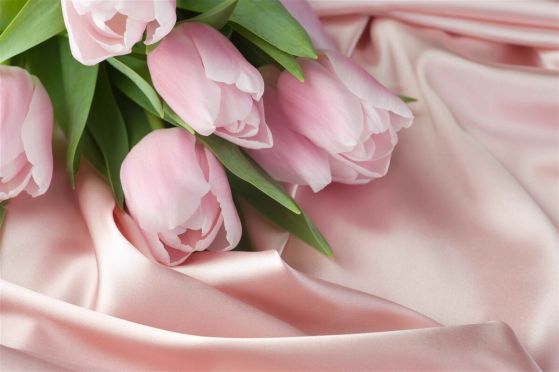 Fototapeta delikatne różowe tulipany na jedwabiu