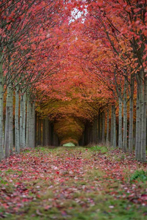 Fototapeta tunel kwitnącej wiśni