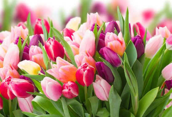 Fototapeta kolorowe wiosenne tulipany z zielenią