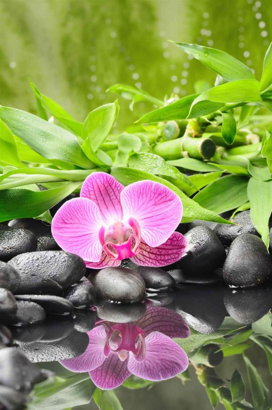 Fototapeta piękna orchidea na czarnym kamieniu w pobliżu wody