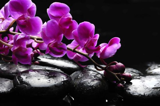 Fototapeta czarny kamień z gałązką liliowych orchidei
