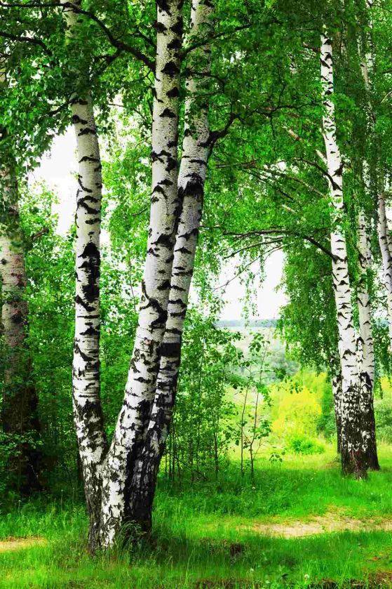 Fototapeta brzoza na trawniku