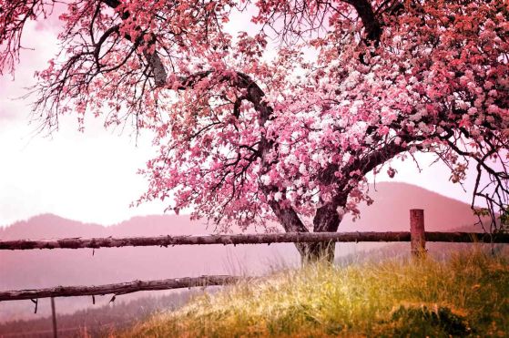 Fototapeta kwitnące drzewo sakura