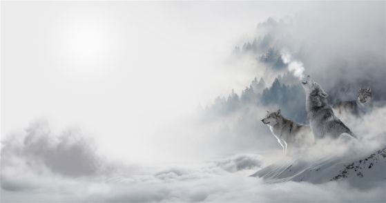 Fototapeta Wilki wyją w zimowym lesie