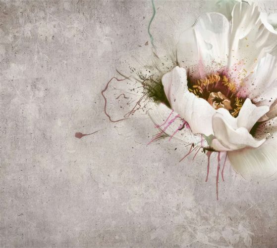 Fototapeta Biała Magnolia na szarym tle