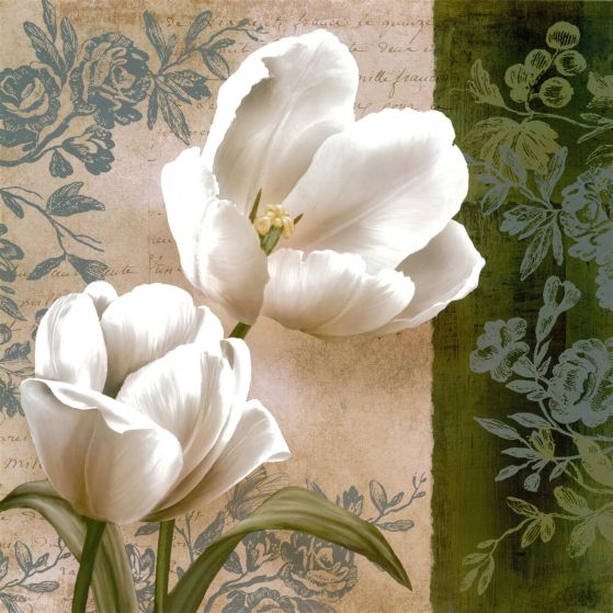 Fototapeta Młode białe tulipany