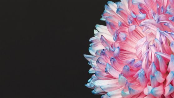 Fototapeta Jasna aster z niebieskim na czarnym tle