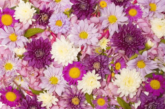 Fototapeta Spring Field Flowers Lilac