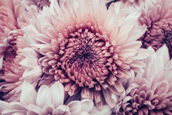 Fototapeta Wielki Bud Pink Aster