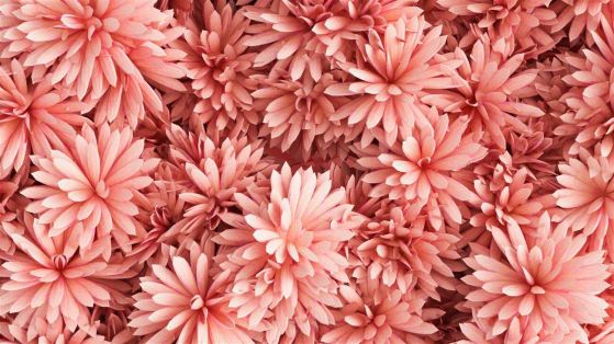 Fototapeta Jasne -pink astery w bukiecie