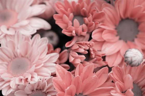 Fototapeta Delikatna lekka makrosema Gerbera