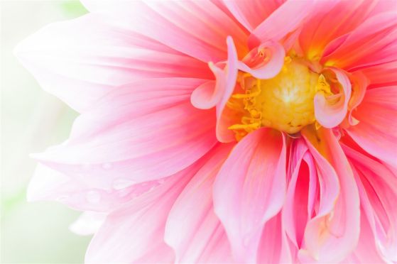 Fototapeta Jasne -orange Heart of Bud