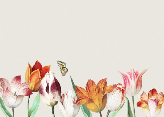 Fototapeta Piękne tulipany i motyl