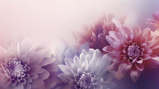 Fototapeta Aster objętościowy w kompozycji