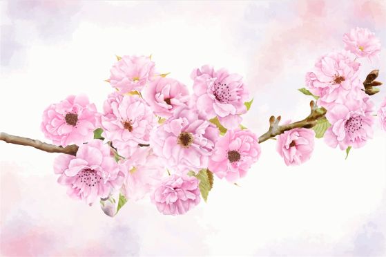 Fototapeta Sakura kwitnie na gałęzi