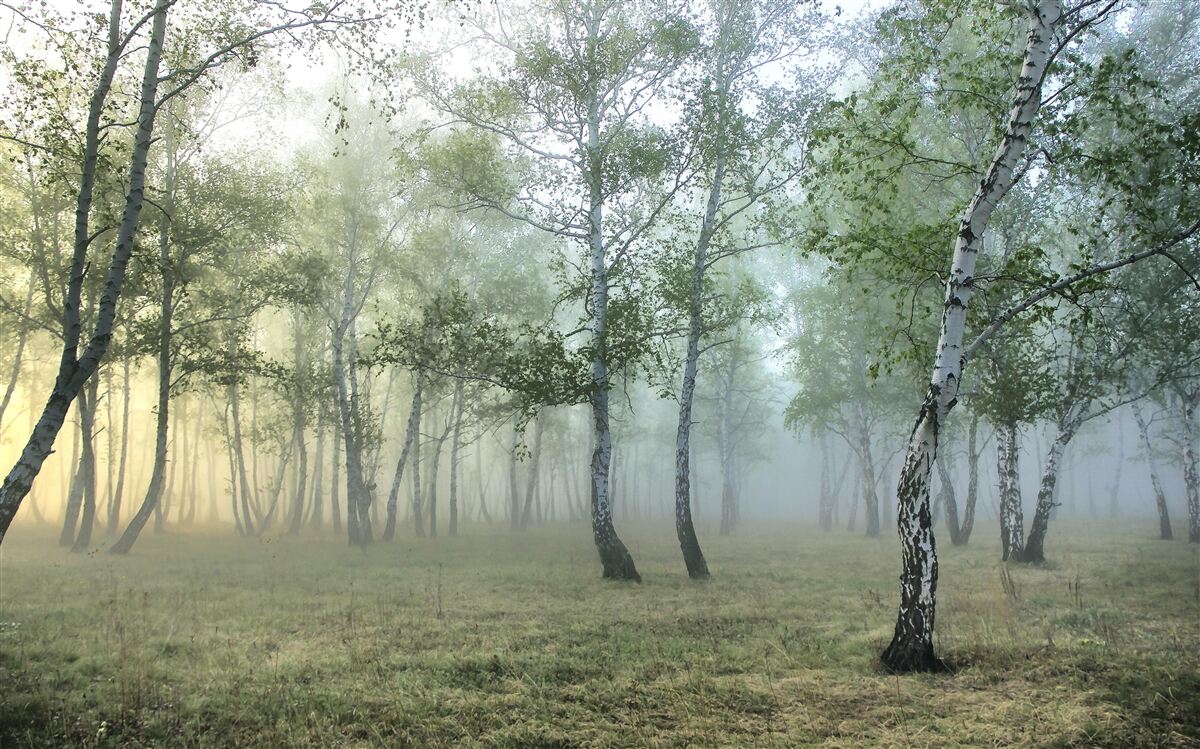 Fototapeta Zielony, Natura i naturalny krajobraz