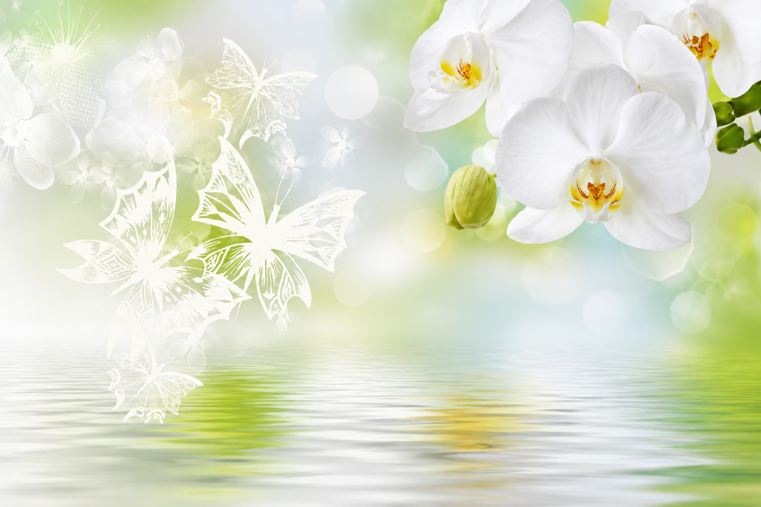 Fototapeta białe kwiaty orchidei w odbiciu w wodzie