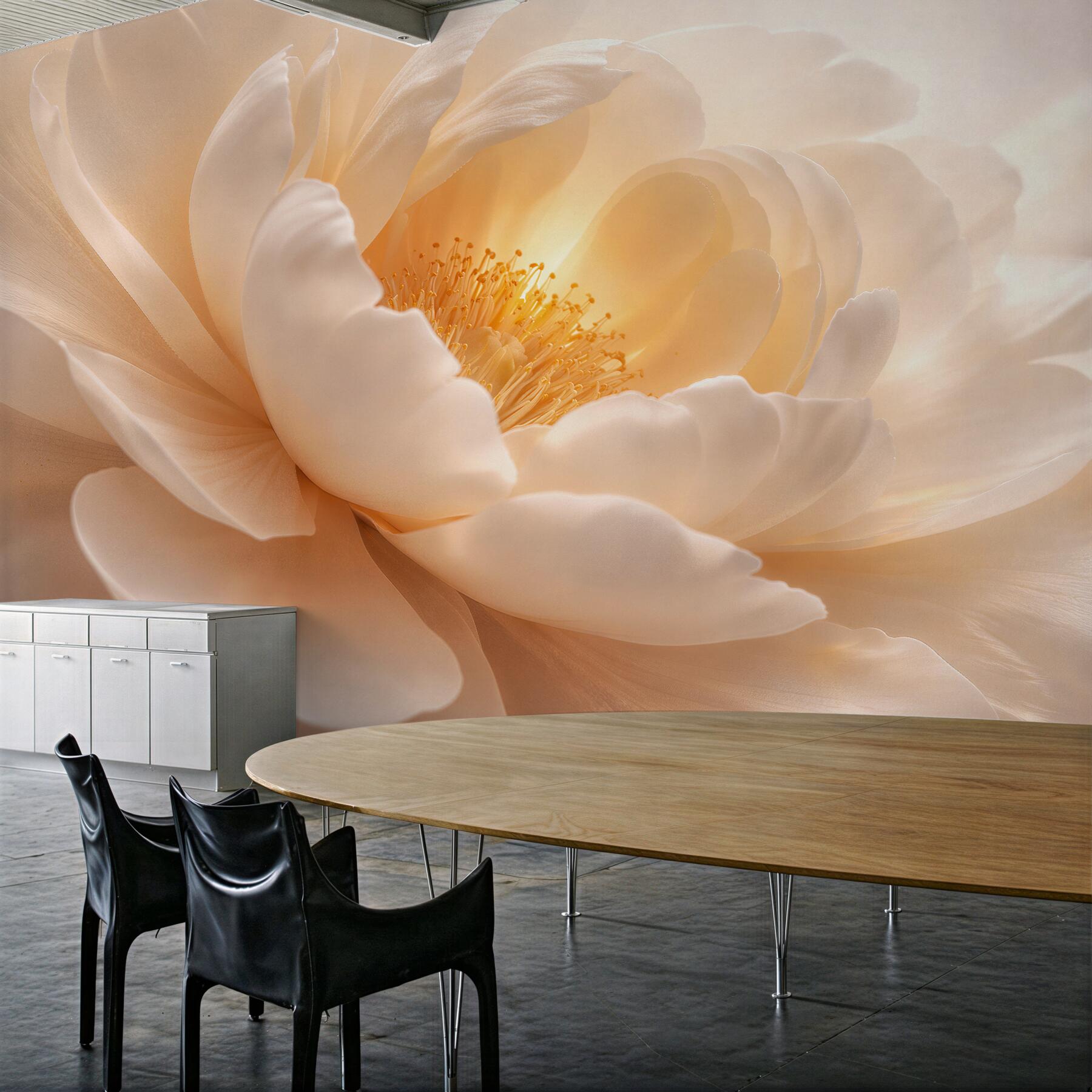 Fototapeta kremowa peonia w Świetle?v2345