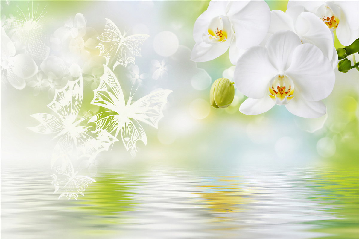 Fototapeta białe kwiaty orchidei w odbiciu w wodzie