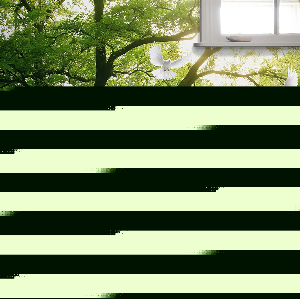 Fototapeta las zielony