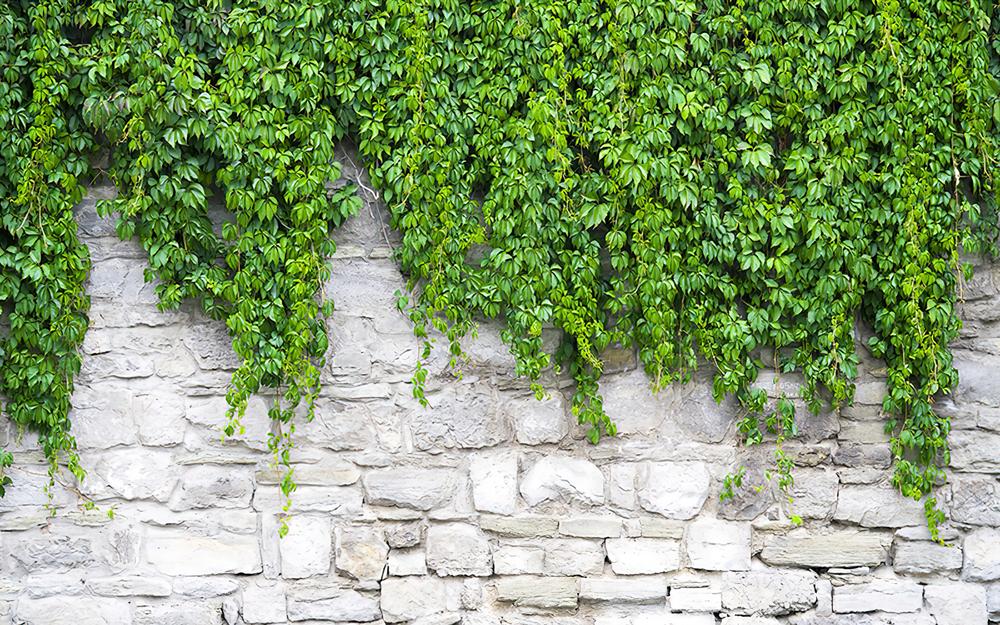 Fototapeta lepnieij le jangores green