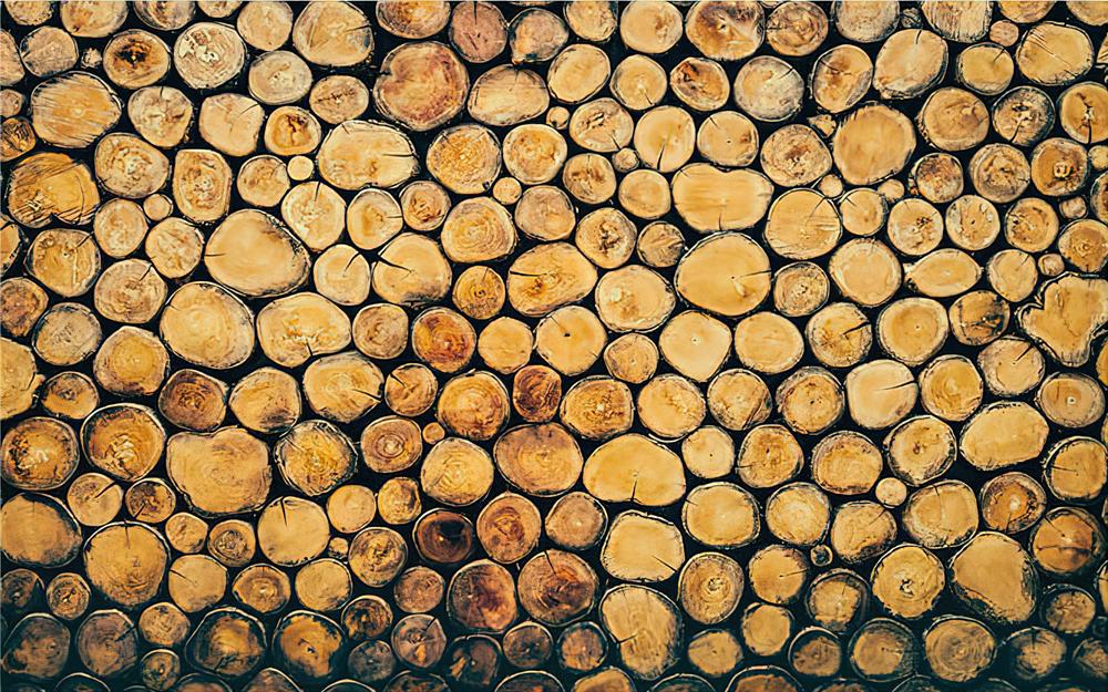 Fototapeta cien dębu