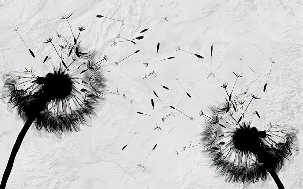 Fototapeta dandeliony szara