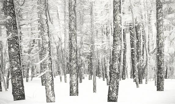 Fototapeta las czarno-biały