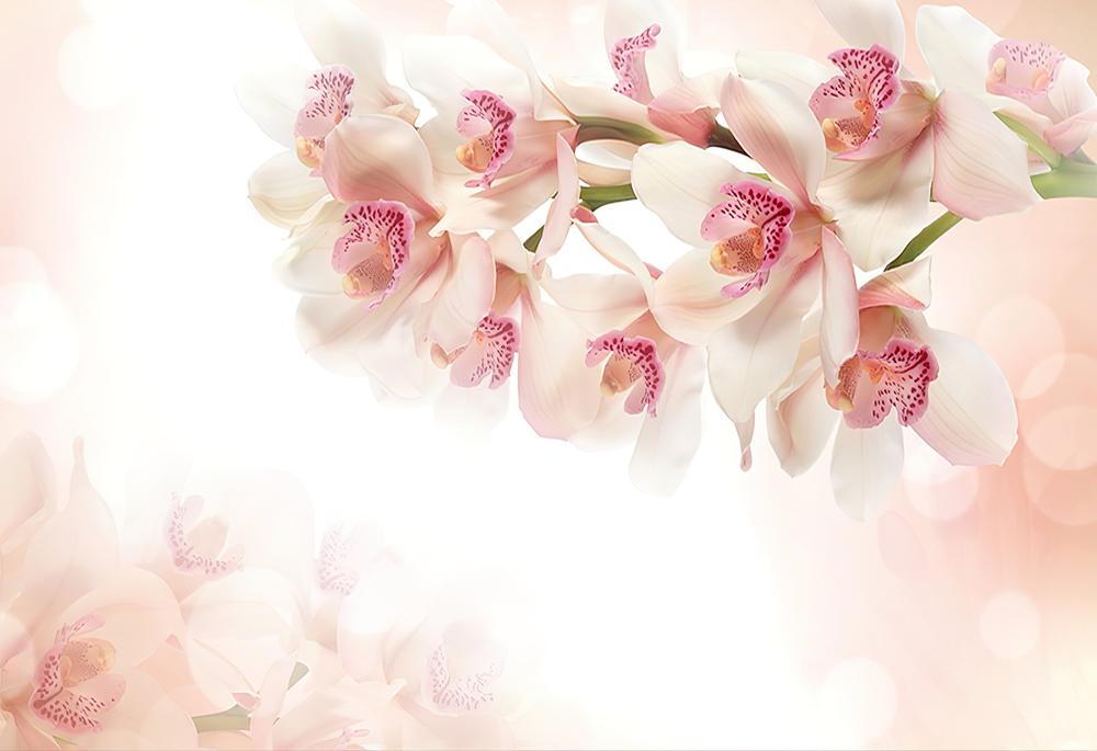 Fototapeta orchidea różowa
