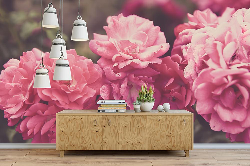 Fototapeta peonie różowe