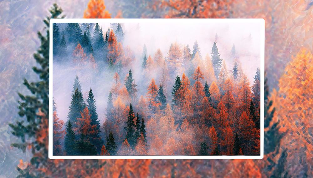 Fototapeta szeleść mgła czerwony las