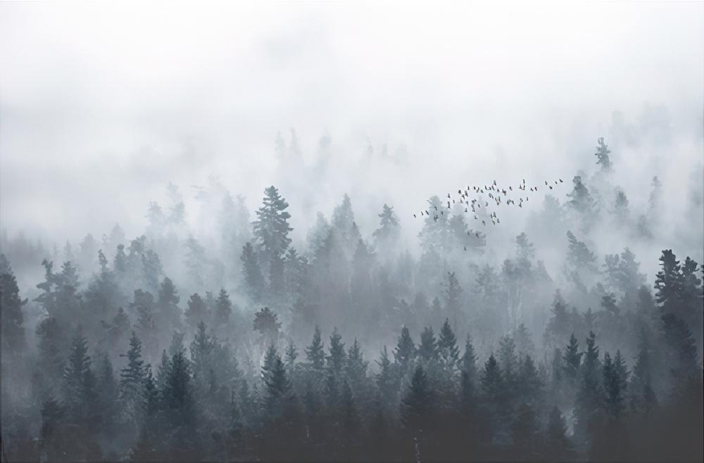 Fototapeta las ciemny mgła