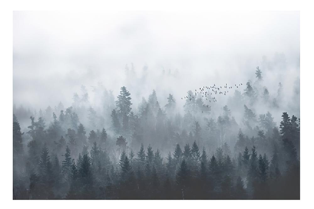 Fototapeta las ciemny mgła