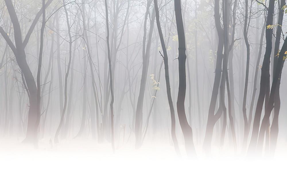 Fototapeta lasy białe las