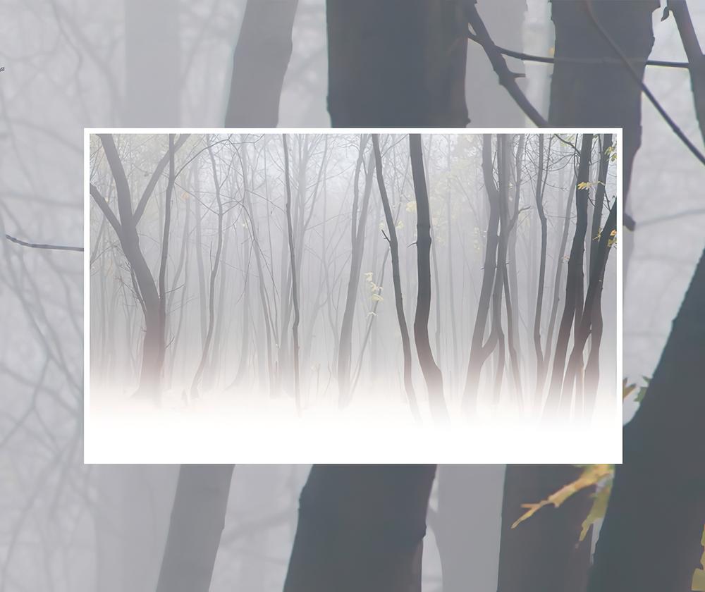 Fototapeta lasy białe las