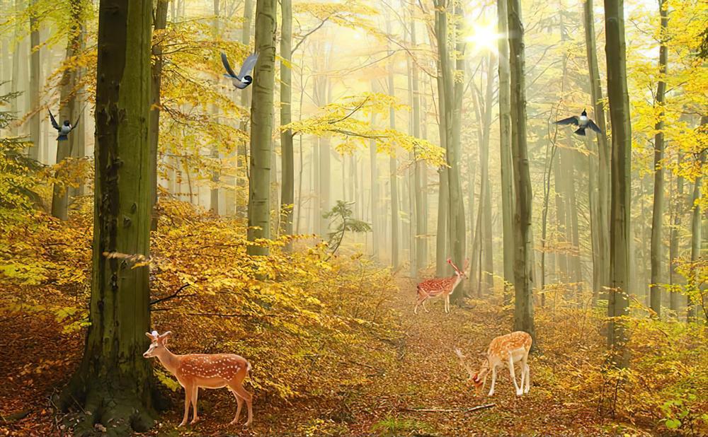 Fototapeta las sęki jesień
