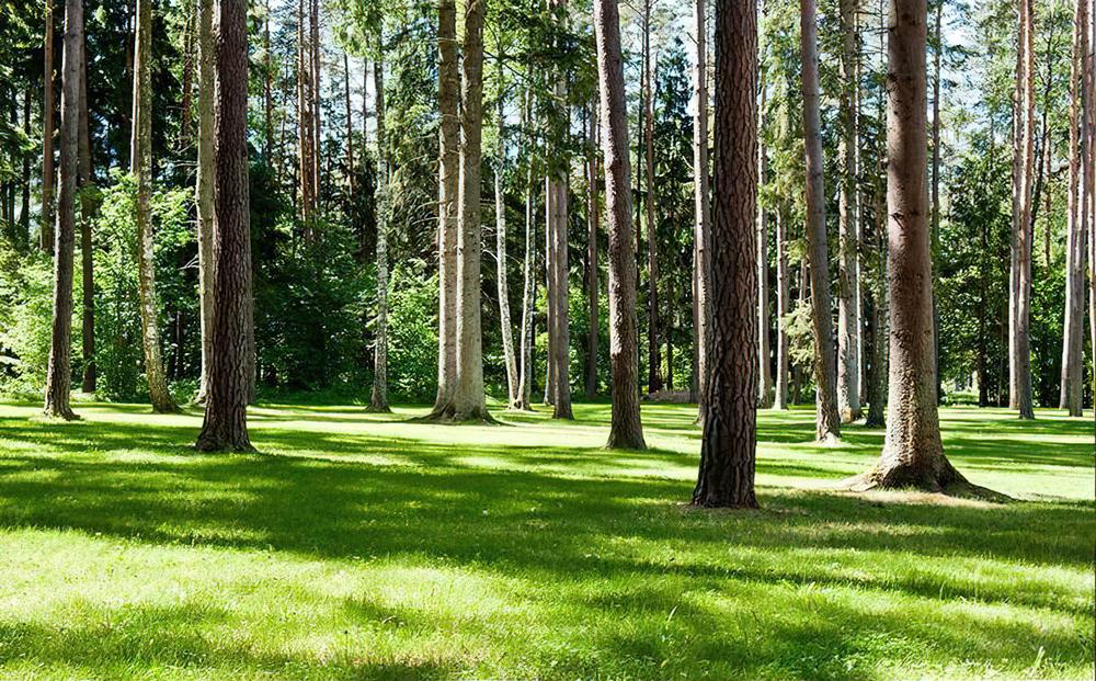 Fototapeta las brązowy