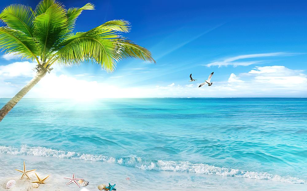 Fototapeta turkusowy ocean palmowy